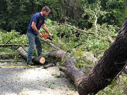 Best Storm Damage Tree Cleanup  in North Chicago, IL