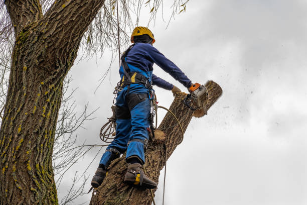 Best Stump Grinding and Removal  in North Chicago, IL