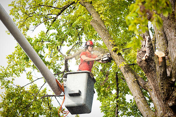 Best Tree Health Inspection  in North Chicago, IL